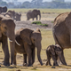 Illustration for article titled Why Is Craigslist Censoring Anti-Ivory Ads But Not Real Ivory Sales?